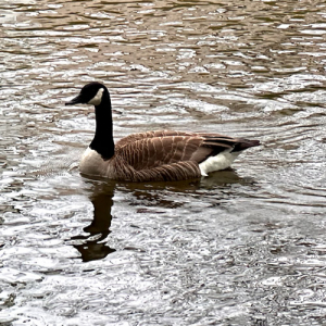 Spring time bird watching in Duck Creek